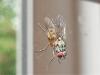 327931 – Photo : Denis Bucaille – France (60)