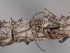 327725 – Photo : Lionel Casset – France (77)