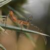 327625 – Photo : Liliane Delattre – France (30)