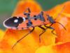 327257 – Photo : Williams Fondevilla – France (31)
