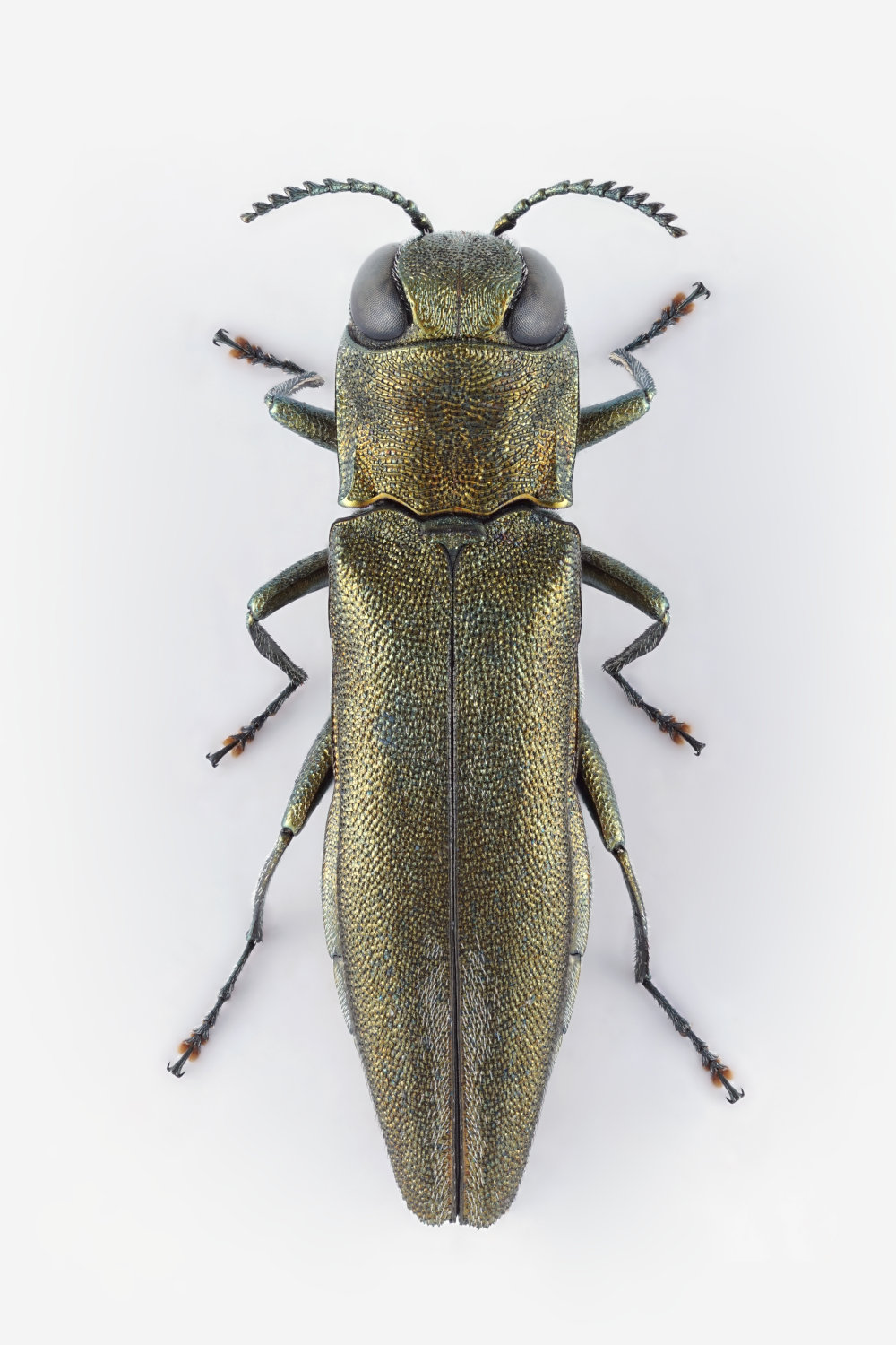 Claude Chavand - Agrilus (Quercuagrilus) graminis - réf. 327586 (1000 x 1500 pixels, 219 ko)