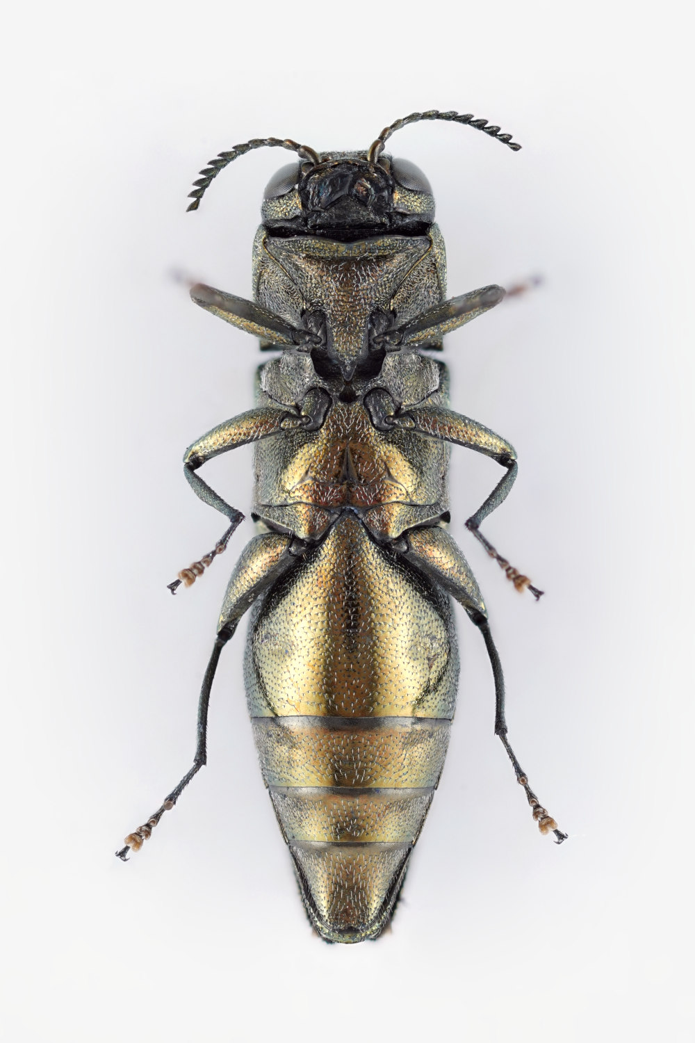 Claude Chavand - Agrilus (Quercuagrilus) graminis - réf. 327587 (1000 x 1500 pixels, 216 ko)
