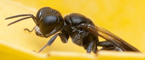 Réf. 328 139 : Crossocerus megacephalus