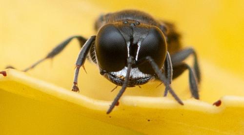 Réf. 328 138 : Crossocerus megacephalus