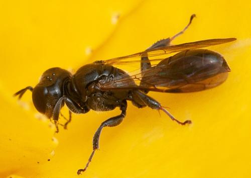 Crossocerus megacephalus