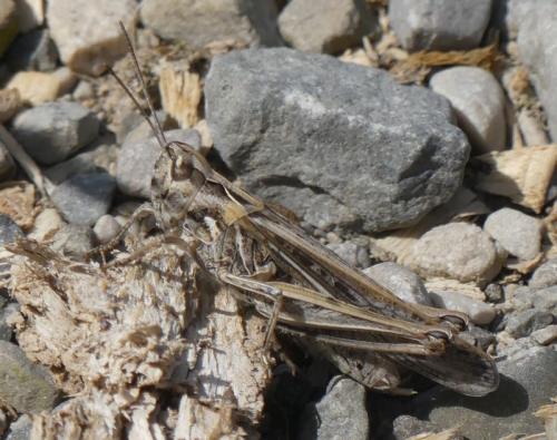Réf. 328 527 : Chorthippus sp.