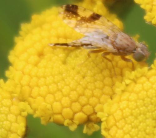 Tephritis bardanae