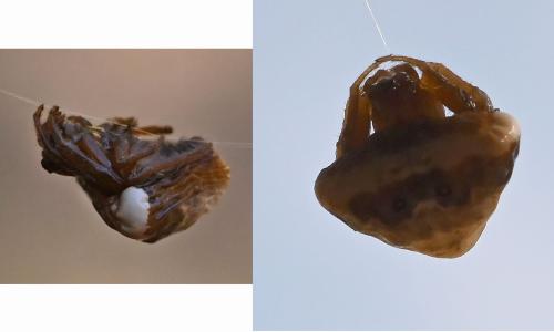 Cyrtarachne ixoides