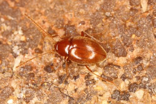 Diaprysius fagniezi
