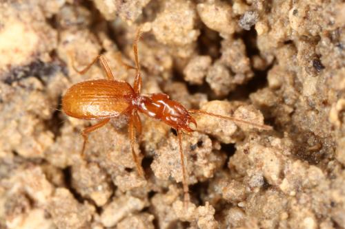 Réf. 328 616 : Geotrechus orcinus henroti