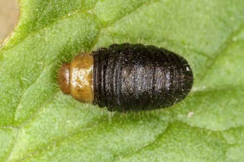 Réf. 328 618 : Oreina ludovicae