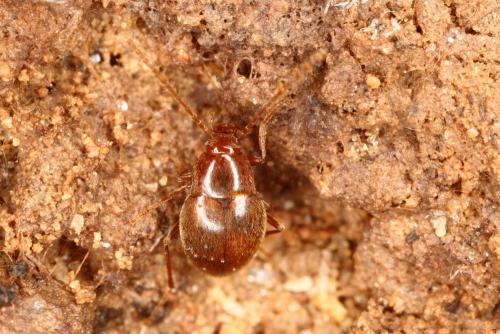 Diaprysius serullazi serullazi