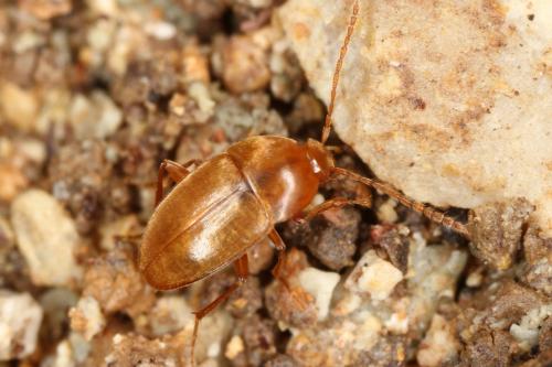 Réf. 328 703 : Speonomus pyrenaeus