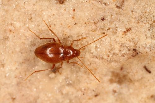 Diaprysius serullazi jolyi