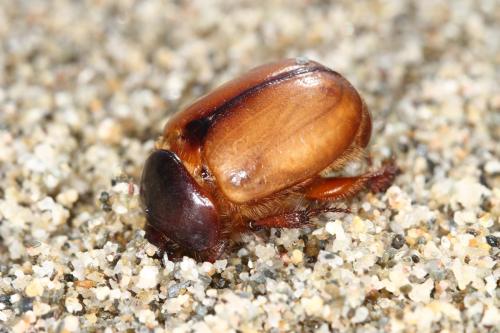 Réf. 328 936 : Calicnemis latreillii