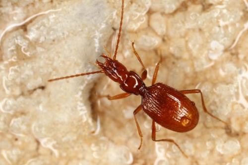 Aphaenops discontignyi