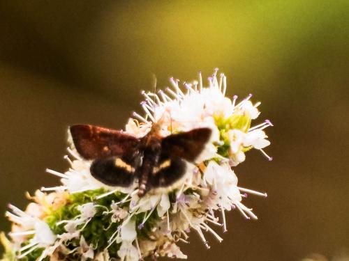 Réf. 328 393 : Pyrausta obfuscata