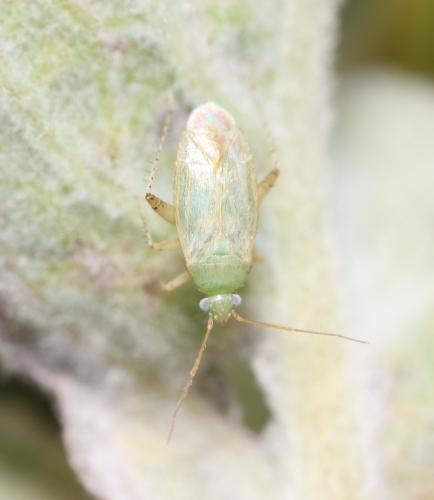 Europiella alpina
