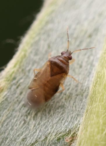 Réf. 328 038 : Orius laticollis