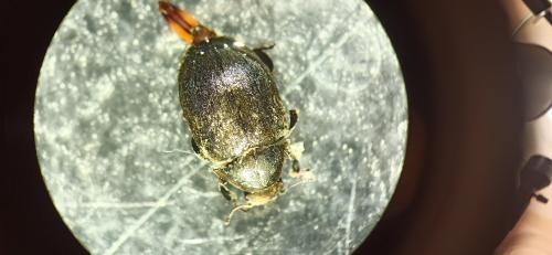 Réf. 328 044 : Byrrhus pilula