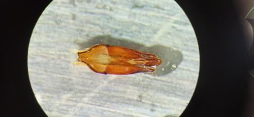 Byrrhus pilula