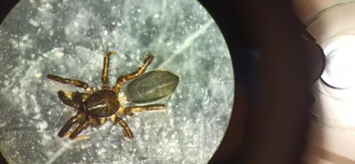Réf. 328 131 : Drassyllus praeficus