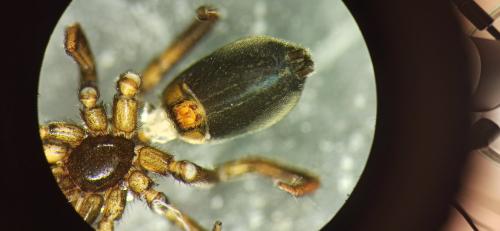 Réf. 328 132 : Drassyllus praeficus