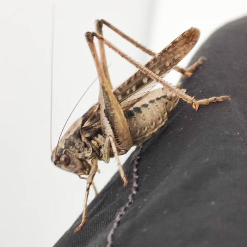 Réf. 328 412 : Platycleis albopunctata albopunctata