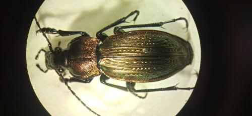 Carabus monilis