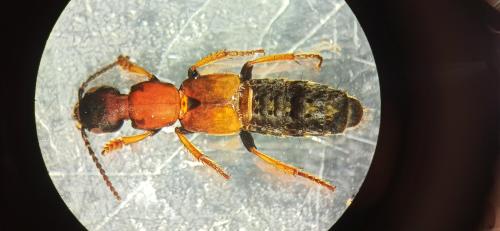 Dinothenarus fossor