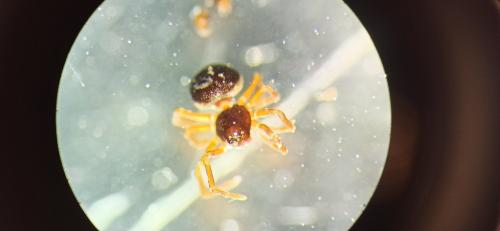 Ceratinella sp.