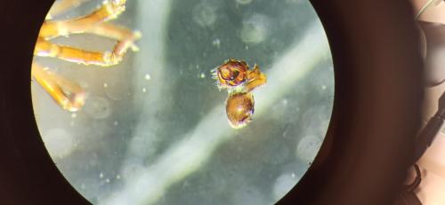 Ceratinella sp.