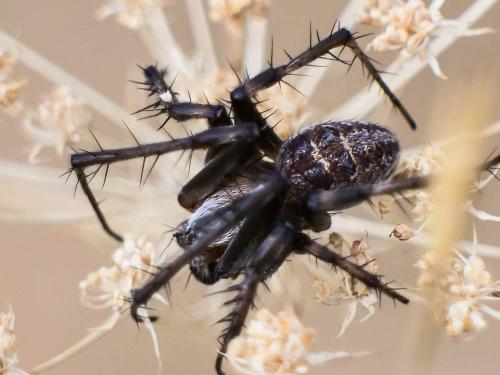 Neoscona byzanthina