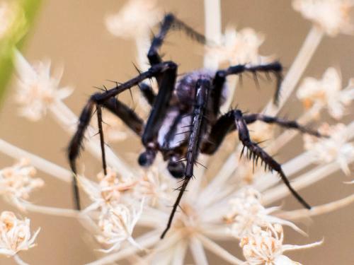 Neoscona byzanthina