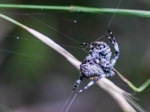 Araneus sp.