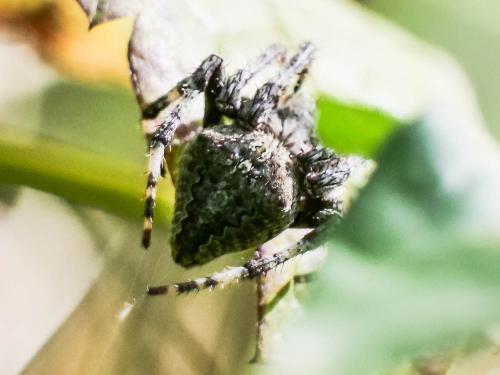 Araneus sp.