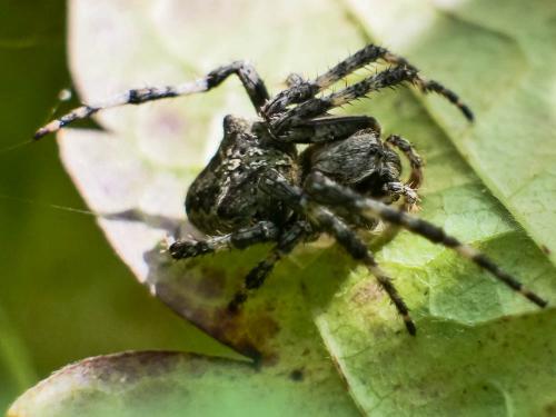 Araneus sp.