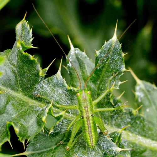 Tettigonia viridissima