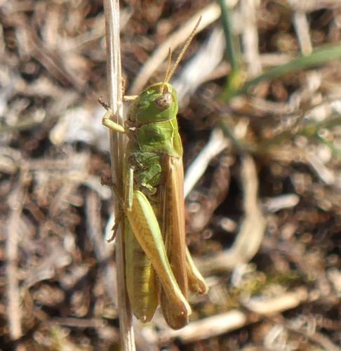 Réf. 328 543 : Chorthippus sp.