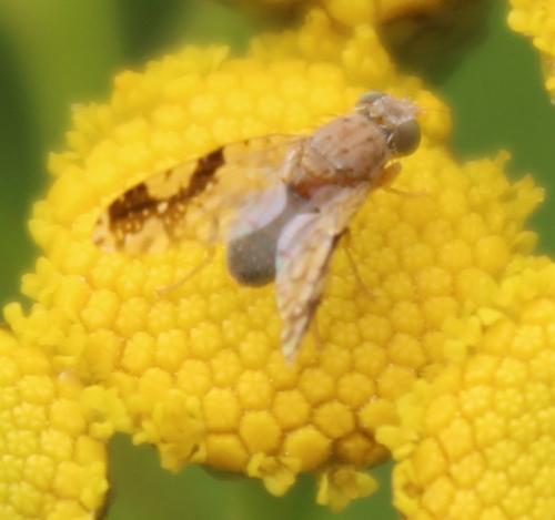 Tephritis bardanae