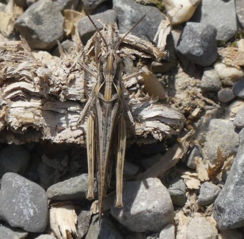 Réf. 328 528 : Chorthippus sp.