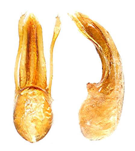 Réf. 328 010 : Geodromicus sp.
