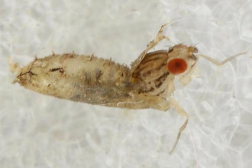 Drosophila busckii