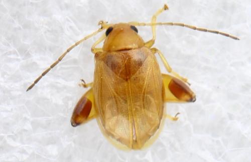 Réf. 328 742 : Longitarsus sp.