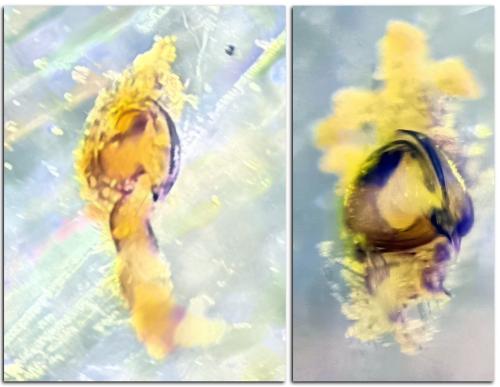 Argenna subnigra
