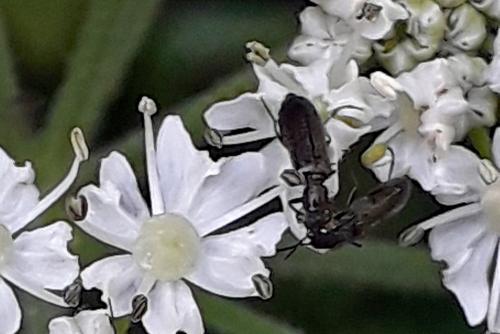 Dasytinae