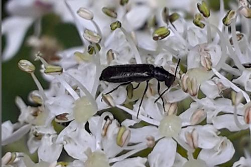 Réf. 328 275 : Dasytinae inconnu