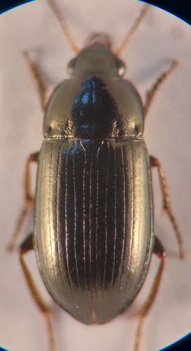 Réf. 328 018 : Amara tibialis