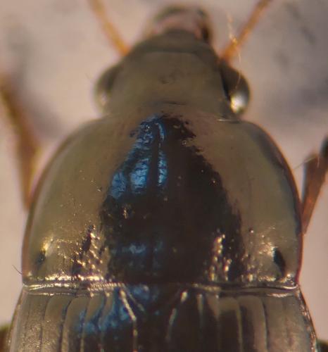 Amara tibialis