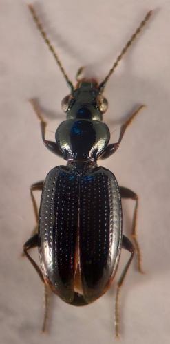 Réf. 328 022 : Bembidion minimum
